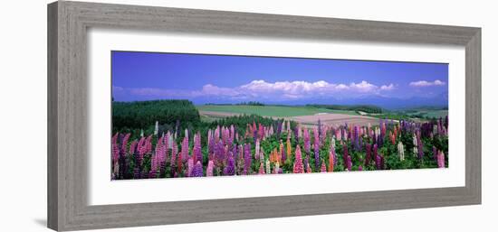 Lupines Hokkaido Japan-null-Framed Photographic Print