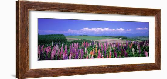 Lupines Hokkaido Japan-null-Framed Photographic Print