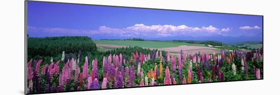 Lupines Hokkaido Japan-null-Mounted Photographic Print