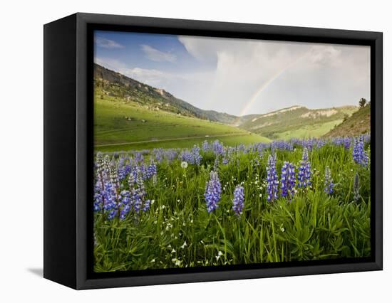 Lupines in Bloom and Rainbow After Rain, Bighorn Mountains, Wyoming, USA-Larry Ditto-Framed Premier Image Canvas