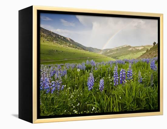 Lupines in Bloom and Rainbow After Rain, Bighorn Mountains, Wyoming, USA-Larry Ditto-Framed Premier Image Canvas