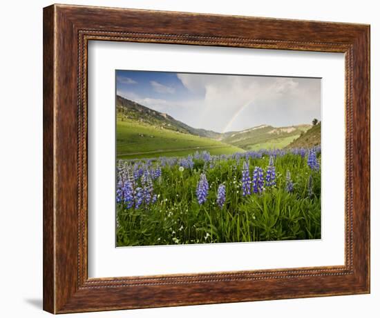 Lupines in Bloom and Rainbow After Rain, Bighorn Mountains, Wyoming, USA-Larry Ditto-Framed Photographic Print