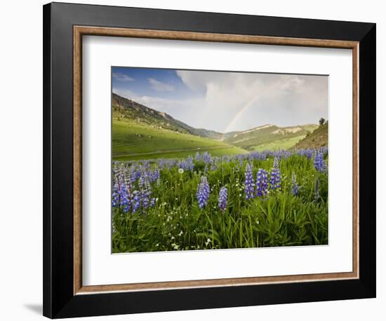 Lupines in Bloom and Rainbow After Rain, Bighorn Mountains, Wyoming, USA-Larry Ditto-Framed Photographic Print