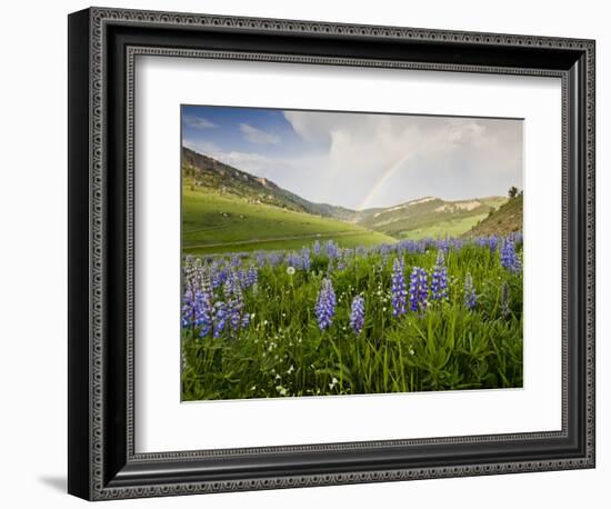 Lupines in Bloom and Rainbow After Rain, Bighorn Mountains, Wyoming, USA-Larry Ditto-Framed Photographic Print