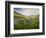 Lupines in Bloom and Rainbow After Rain, Bighorn Mountains, Wyoming, USA-Larry Ditto-Framed Photographic Print