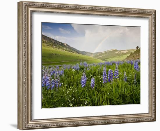 Lupines in Bloom and Rainbow After Rain, Bighorn Mountains, Wyoming, USA-Larry Ditto-Framed Photographic Print