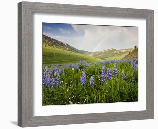 Lupines in Bloom and Rainbow After Rain, Bighorn Mountains, Wyoming, USA-Larry Ditto-Framed Photographic Print