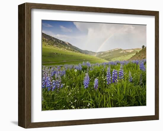 Lupines in Bloom and Rainbow After Rain, Bighorn Mountains, Wyoming, USA-Larry Ditto-Framed Photographic Print