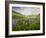 Lupines in Bloom and Rainbow After Rain, Bighorn Mountains, Wyoming, USA-Larry Ditto-Framed Photographic Print