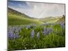 Lupines in Bloom and Rainbow After Rain, Bighorn Mountains, Wyoming, USA-Larry Ditto-Mounted Photographic Print