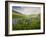 Lupines in Bloom and Rainbow After Rain, Bighorn Mountains, Wyoming, USA-Larry Ditto-Framed Photographic Print