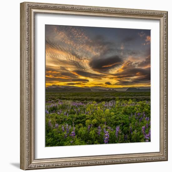 Lupines, Myrdalssandur, South Coast, Iceland-Ragnar Th Sigurdsson-Framed Photographic Print