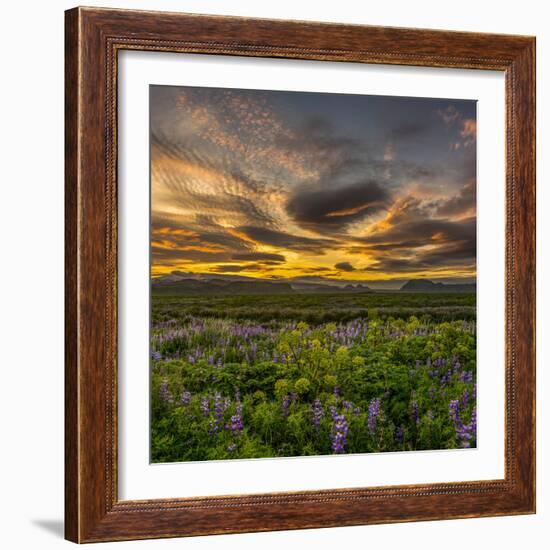 Lupines, Myrdalssandur, South Coast, Iceland-Ragnar Th Sigurdsson-Framed Photographic Print