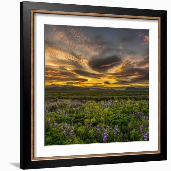 Lupines, Myrdalssandur, South Coast, Iceland-Ragnar Th Sigurdsson-Framed Photographic Print