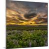 Lupines, Myrdalssandur, South Coast, Iceland-Ragnar Th Sigurdsson-Mounted Photographic Print