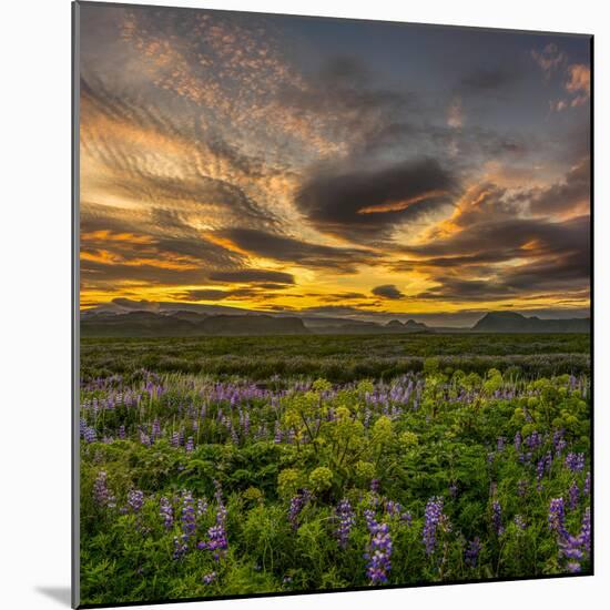 Lupines, Myrdalssandur, South Coast, Iceland-Ragnar Th Sigurdsson-Mounted Photographic Print