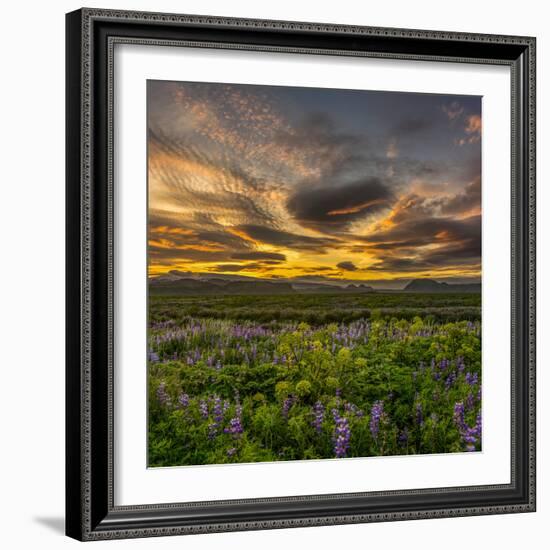 Lupines, Myrdalssandur, South Coast, Iceland-Ragnar Th Sigurdsson-Framed Photographic Print