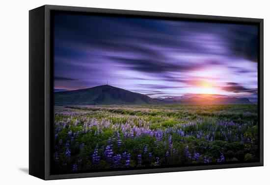 Lupines, Myrdalssandur, South Coast, Iceland-Ragnar Th Sigurdsson-Framed Premier Image Canvas