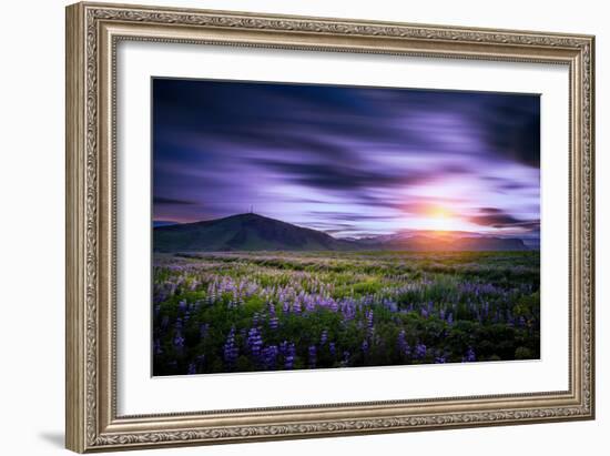 Lupines, Myrdalssandur, South Coast, Iceland-Ragnar Th Sigurdsson-Framed Photographic Print