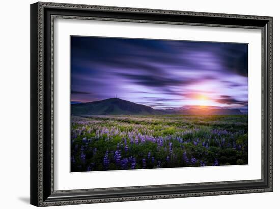 Lupines, Myrdalssandur, South Coast, Iceland-Ragnar Th Sigurdsson-Framed Photographic Print