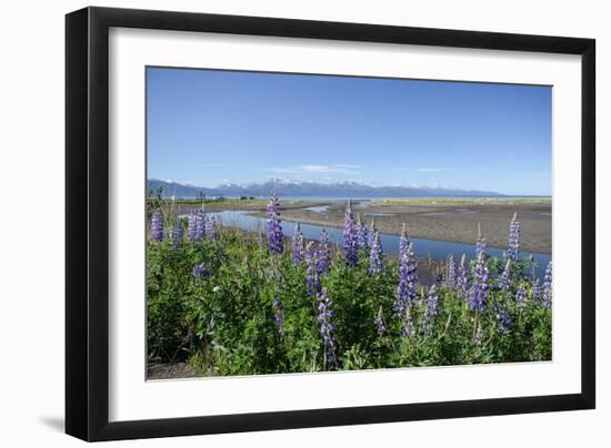 Lupines on Kachemak Bay-Latitude 59 LLP-Framed Photographic Print