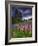 Lupines on the Hill-Michael Blanchette Photography-Framed Photographic Print