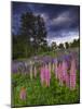Lupines on the Hill-Michael Blanchette Photography-Mounted Photographic Print