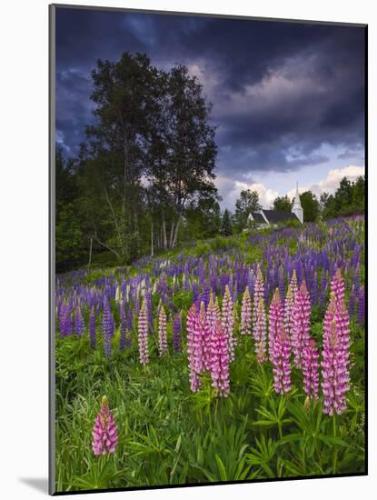 Lupines on the Hill-Michael Blanchette Photography-Mounted Photographic Print