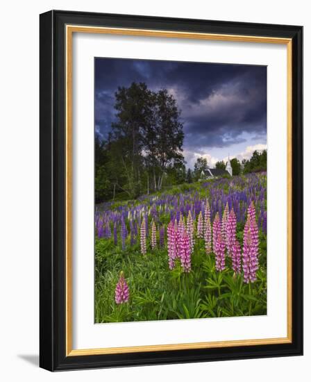 Lupines on the Hill-Michael Blanchette Photography-Framed Photographic Print