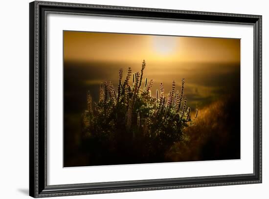 Lupines-Ursula Abresch-Framed Photographic Print