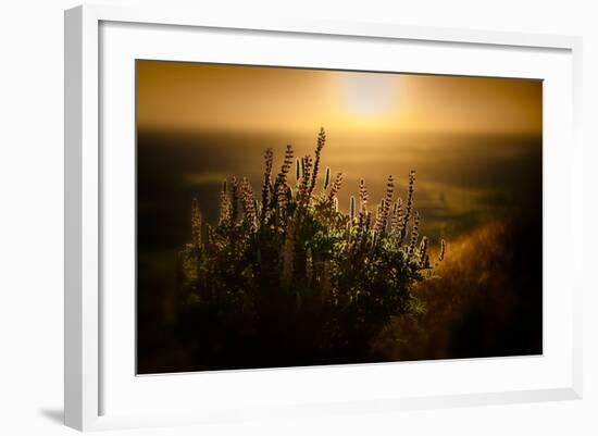 Lupines-Ursula Abresch-Framed Photographic Print