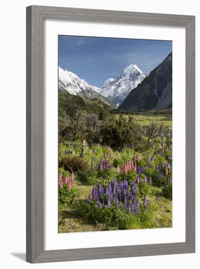 Lupins and Mount Cook, Mount Cook Village, Mount Cook National Park-Stuart Black-Framed Photographic Print