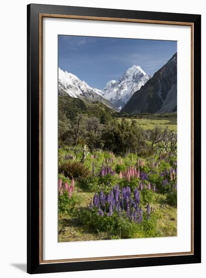 Lupins and Mount Cook, Mount Cook Village, Mount Cook National Park-Stuart Black-Framed Photographic Print