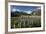 Lupins and Mount Cook, Mount Cook Village, Mount Cook National Park-Stuart Black-Framed Photographic Print