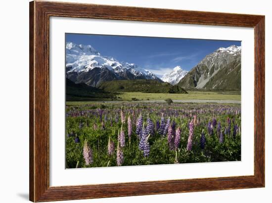 Lupins and Mount Cook, Mount Cook Village, Mount Cook National Park-Stuart Black-Framed Photographic Print