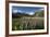 Lupins and Mount Cook, Mount Cook Village, Mount Cook National Park-Stuart Black-Framed Photographic Print