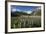 Lupins and Mount Cook, Mount Cook Village, Mount Cook National Park-Stuart Black-Framed Photographic Print