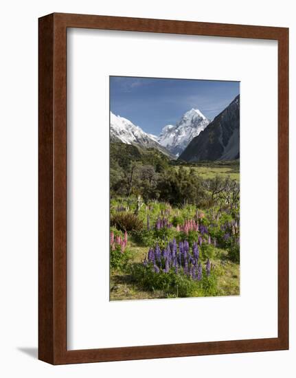 Lupins and Mount Cook, Mount Cook Village, Mount Cook National Park-Stuart Black-Framed Photographic Print