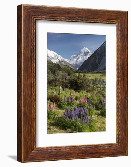 Lupins and Mount Cook, Mount Cook Village, Mount Cook National Park-Stuart Black-Framed Photographic Print