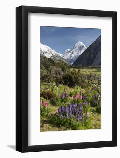 Lupins and Mount Cook, Mount Cook Village, Mount Cook National Park-Stuart Black-Framed Photographic Print