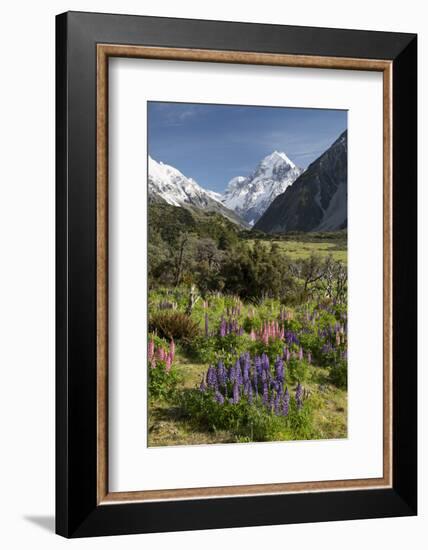 Lupins and Mount Cook, Mount Cook Village, Mount Cook National Park-Stuart Black-Framed Photographic Print