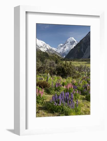 Lupins and Mount Cook, Mount Cook Village, Mount Cook National Park-Stuart Black-Framed Photographic Print