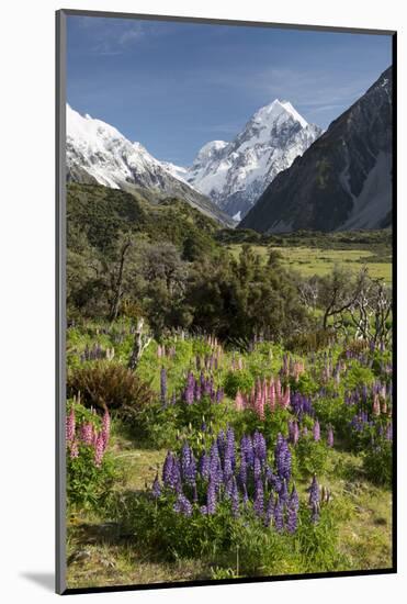 Lupins and Mount Cook, Mount Cook Village, Mount Cook National Park-Stuart Black-Mounted Photographic Print