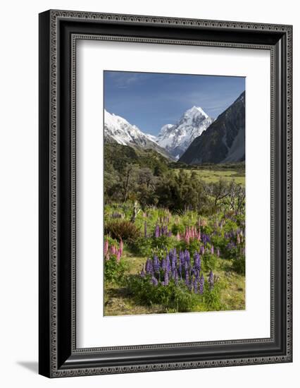 Lupins and Mount Cook, Mount Cook Village, Mount Cook National Park-Stuart Black-Framed Photographic Print