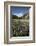 Lupins and Mount Cook, Mount Cook Village, Mount Cook National Park-Stuart Black-Framed Photographic Print