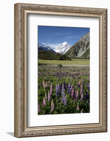 Lupins and Mount Cook, Mount Cook Village, Mount Cook National Park-Stuart Black-Framed Photographic Print