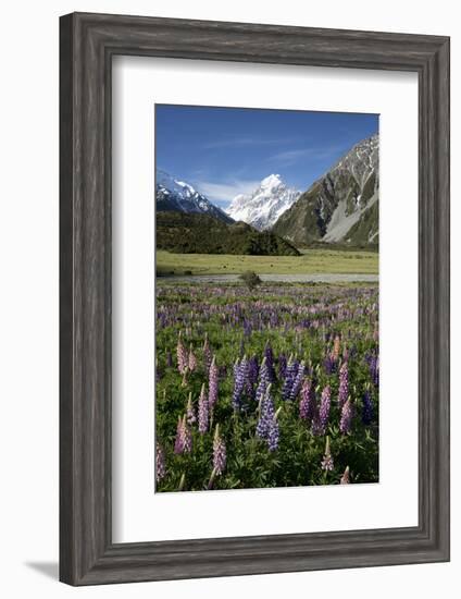 Lupins and Mount Cook, Mount Cook Village, Mount Cook National Park-Stuart Black-Framed Photographic Print