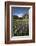 Lupins and Mount Cook, Mount Cook Village, Mount Cook National Park-Stuart Black-Framed Photographic Print