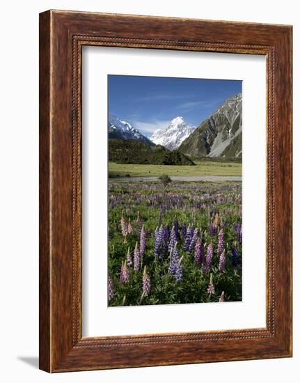 Lupins and Mount Cook, Mount Cook Village, Mount Cook National Park-Stuart Black-Framed Photographic Print