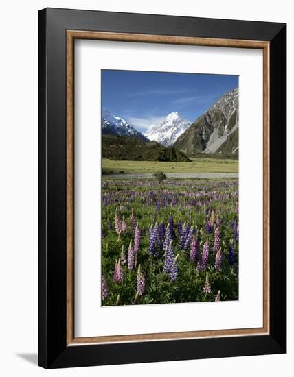 Lupins and Mount Cook, Mount Cook Village, Mount Cook National Park-Stuart Black-Framed Photographic Print